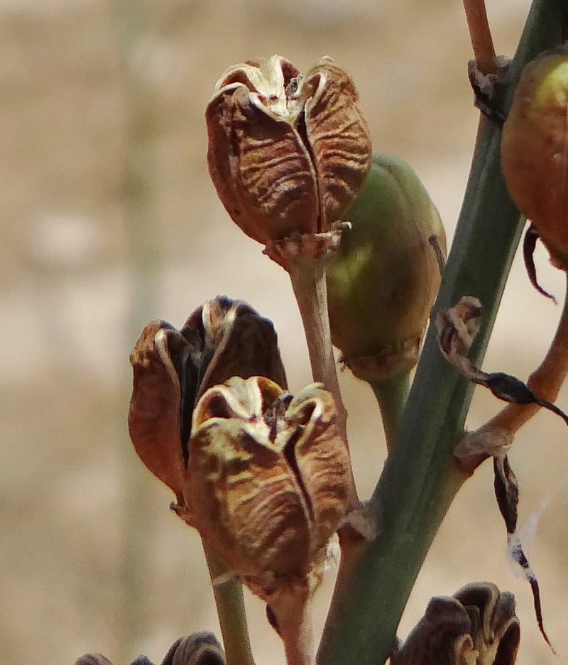 Asphodelus microcarpus--Kurdistan. Germaspan. 21 May 2013. DSC04190 (43).JPG
