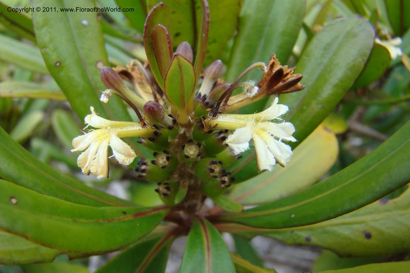 Scaevola , M. Callmander 795--New Caledonia. Mont Dore. 20 Jan 2010. 001 (33).jpg