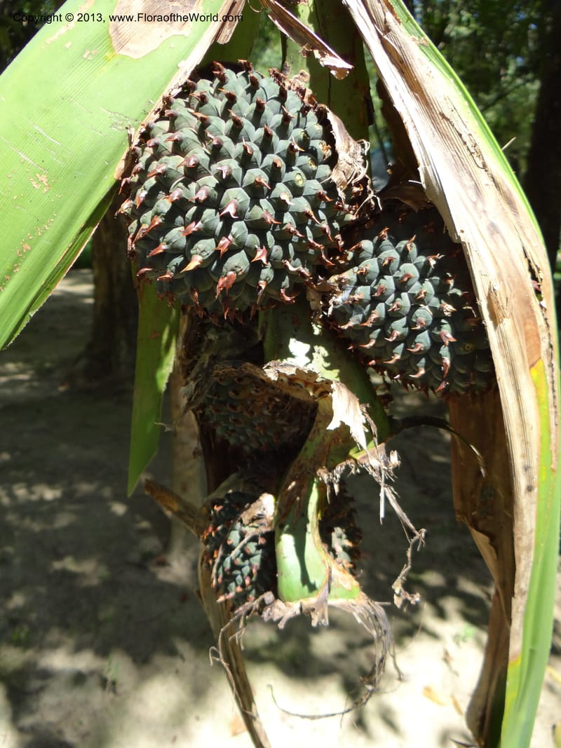 Pandanus unicornutus, Callmander 1050--Thailand. Ranong Prov. Klong Naka Wildlife Sanctuary. 14 Nov 2012. DSC09055 (243).JPG