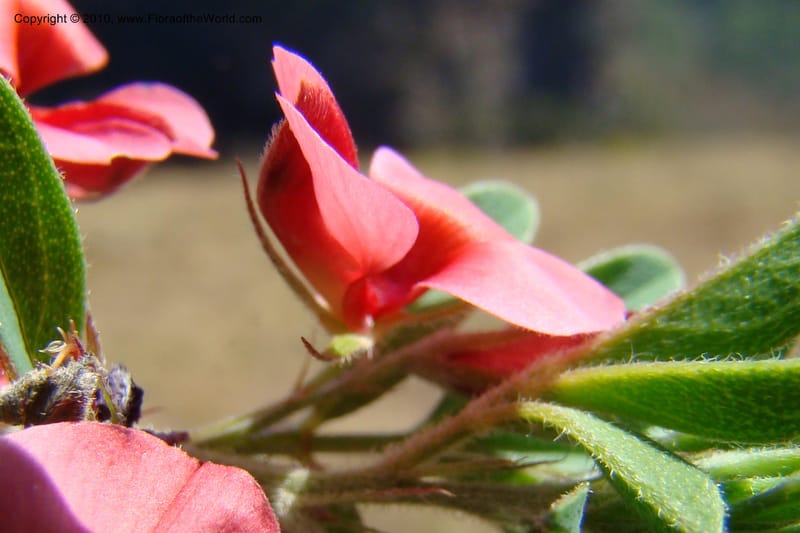 Indigofera setosa, D. Styles xx--South Africa. KwaZulu-Natal. Kloof Gorge, Durban. 29 Aug 09. 070 (6).jpg