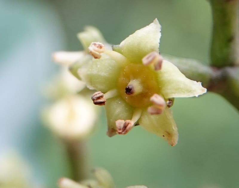 Mastixia pentandra, D. Boufford 44162--China. Yunnan. Bu Long Shan. 6 May 2018. DSC02824 (10).JPG