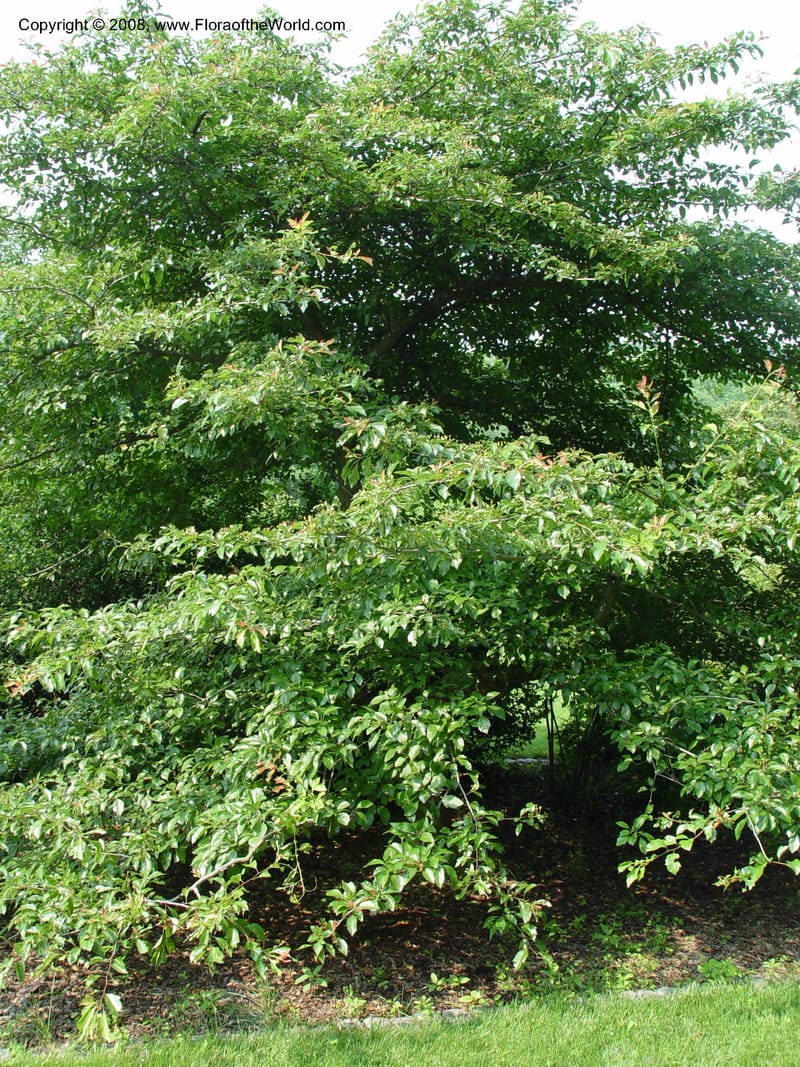Crataegus nitida, 85-85-B--MA. Arnold Arboretum. 30 June 03. 113.jpg