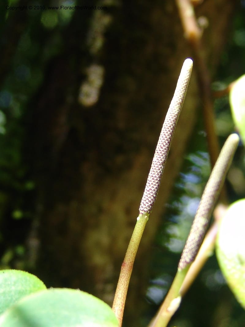 Peperomia, Croat 95716--Ecuador. Maquipucuna Biol. Res. Send. Princip. 12 Mar 06. 026 (3).jpg