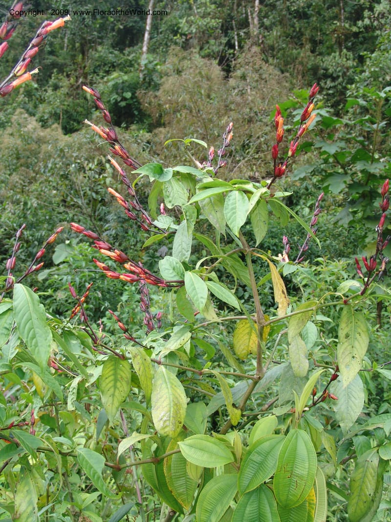 Sanchezia, DNeill15708--Ecuador. Prov. Zamora Ch. Rio Nangaritza ca Las Orquideas. 15 Sep 07. 060.jpg