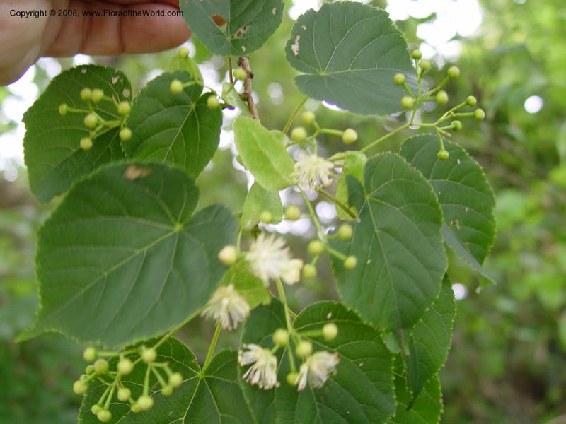 Tilia japonica--Japan. Honshu. Shiga Pref. Ibukiyama. 18 Jul 03. 044.jpg