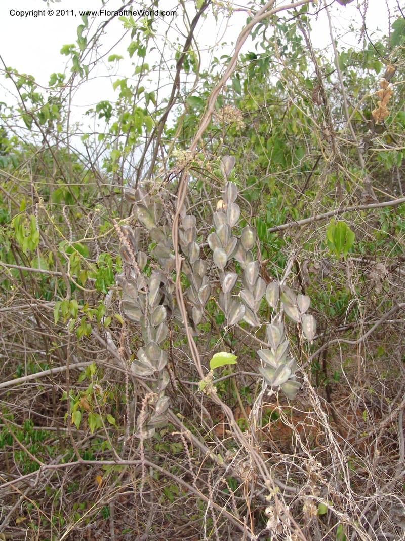 Dioscorea, ZRogers1149--Madag. Prov. Antsir. Sahafary, Analankary. 8 Nov 06. 536.jpg