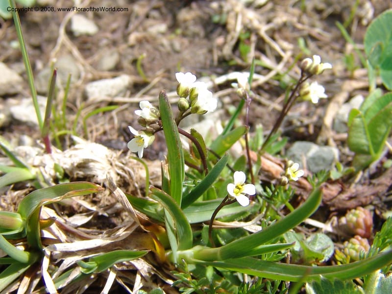 Draba siliquosa--Georgia. Vic. of Tskhrats'karo Pass. 7 Jun 05. 074.jpg