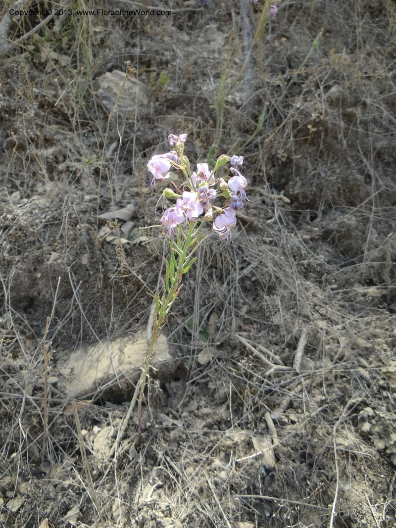 Alstroemeria, WDS 34051--Chile. Pichilemu. 13 Feb 2013. DSC00590 (176).JPG