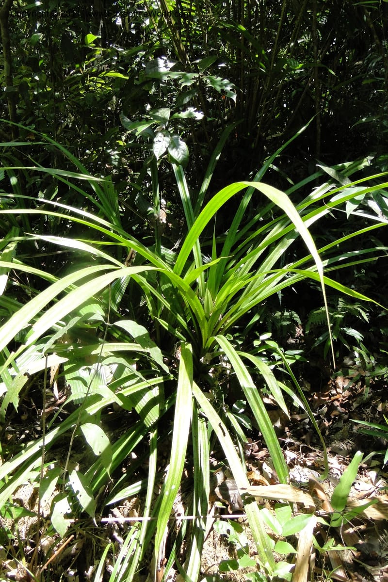 Pandanus tonkinensis, Regalado 1861--Viet Nam. Unknown mountain. 10 May 2011. 162 (39).jpg