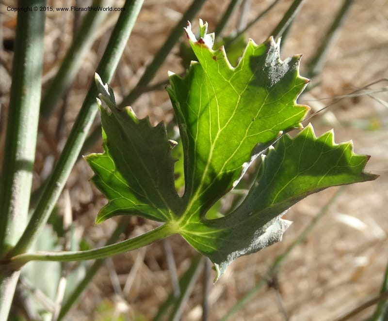 Asteriscium chilensis, Davidson, C 12819--Chile. Ruta J-55 east of Talca. 27 Nov 2014. DSC08479 (71).JPG