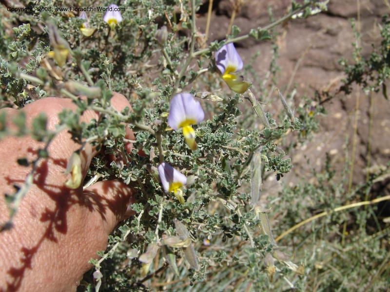 Lotononis sericophylla--So.Africa. E. Cape. Joubert's Pass, SE of Lady Gray. 9 Mch 05. 106.jpg