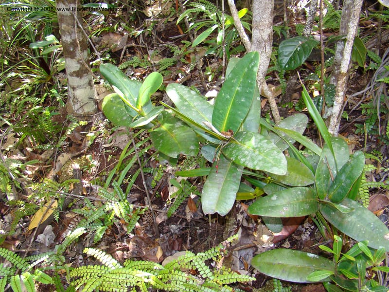 Garcinia amplexicaulis, JMunzinger4901--New Caledonia. Parc Prov. Riviere Bleue. 22 Nov 07. 051.jpg