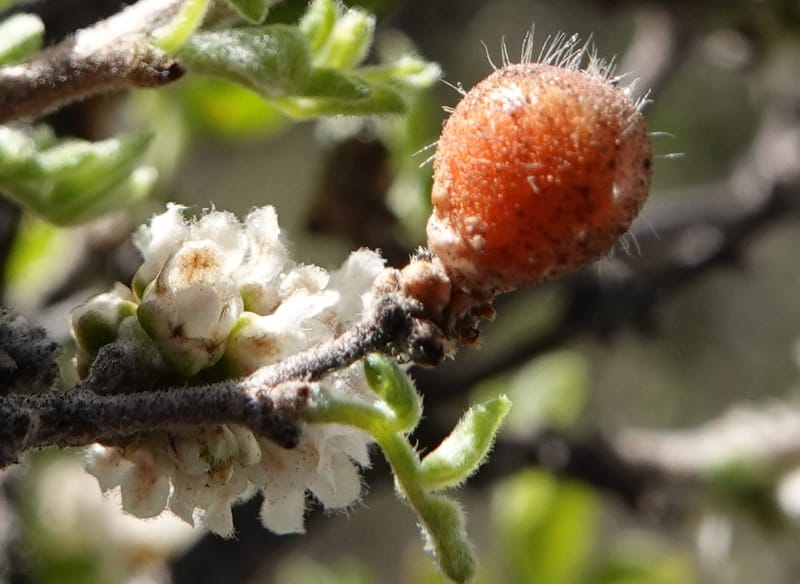 Rhus microphylla, C. Davidson 13990--AZ. Cochise Co. Hwy 80 SE of Tombstone. 9 April 2019. DSC07192 (21).JPG