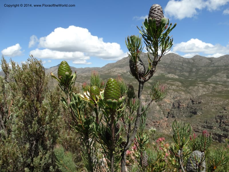 Leucadendron, Davidson, C 12264--South Africa. Western Cape. Teeberg. 19 Jan 2014. DSC00637 (19).JPG