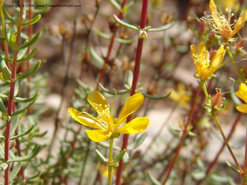 Hypericum empetrifolium ssp empetrifolium--Crete. Ep. Apokoronos. Roadside, ca. Douliana. 23 May 05. 011.jpg