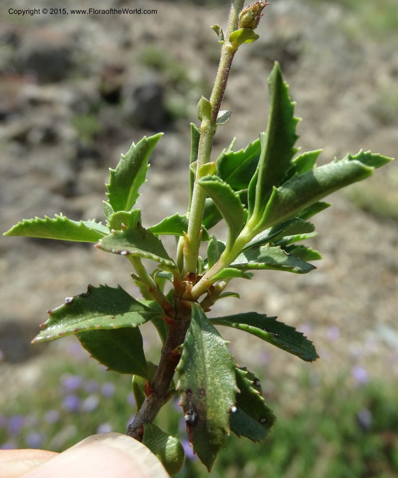 Penstemon fruticosus var. serratus, Davidson, C 12590--ID. Idaho Co. Seven Devils Camp Ground. 15 Jul 2014. DSC00113 (105).JPG