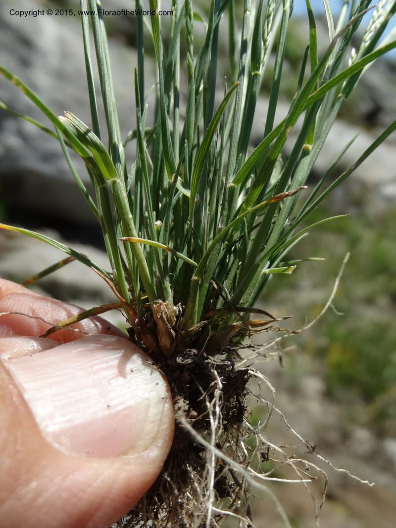 Sporobolus, Davidson, C 12579--Idaho. Valley Co. Lick Cr. Summit. 14 Jul 2014.  (112).JPG