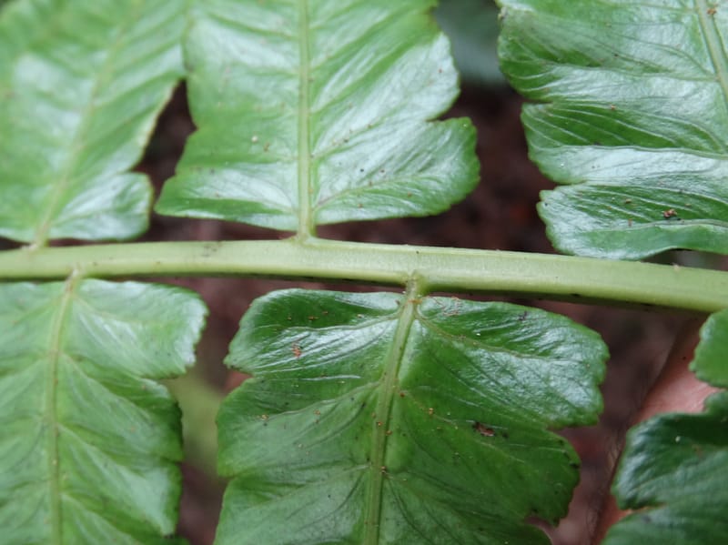 Diplaziopsis javanica, Munzinger, J 7402--New Caledonia. Haute Robinson. 11 Nov. 2015. DSC00909 (301).JPG
