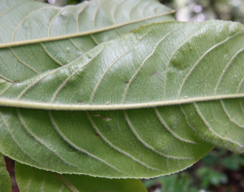Horsfieldia prainii, D. Boufford 44155--China. Yunnan. Bam Po village. 5 May 2018. DSC02406 (104).JPG