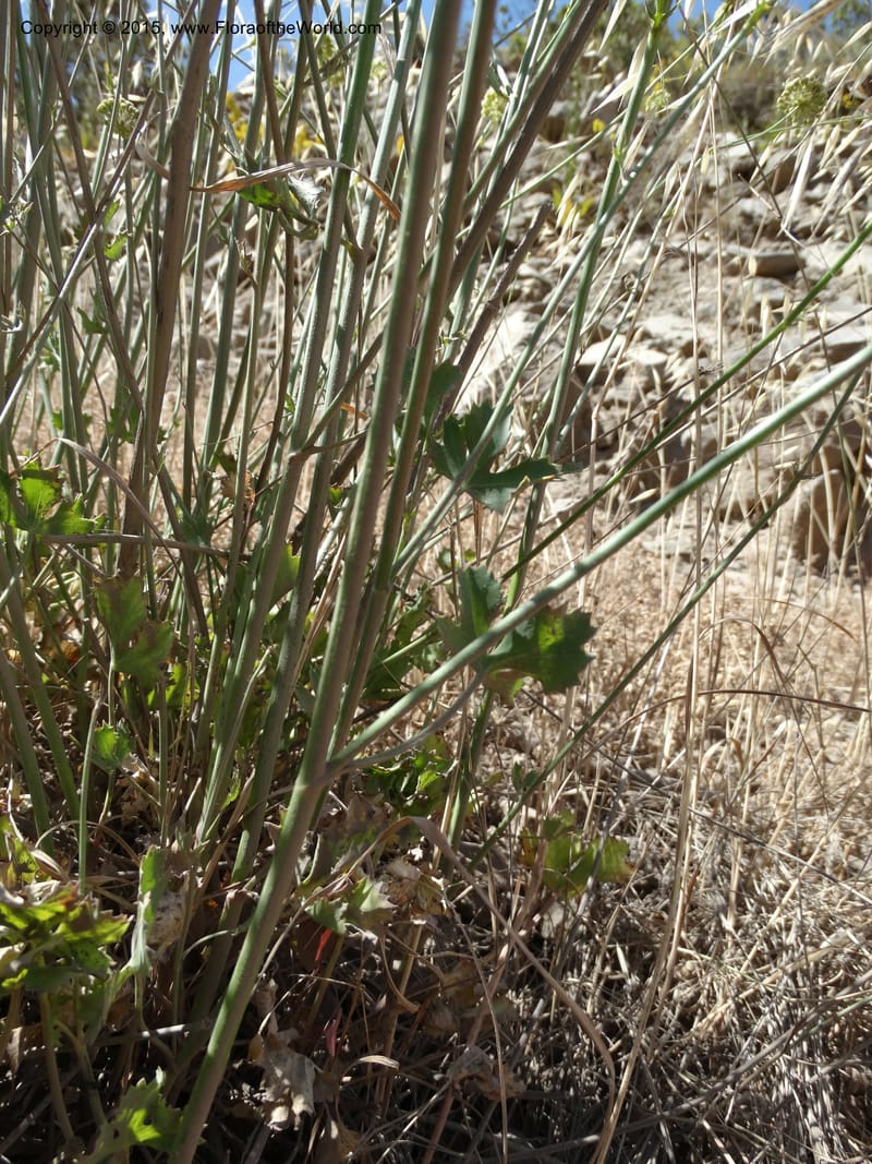 Asteriscium chilensis, Davidson, C 12819--Chile. Ruta J-55 east of Talca. 27 Nov 2014. DSC08479 (80).JPG