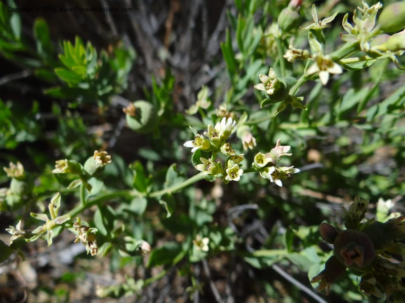 Comandra umbellata, Davidson, C 11942--AZ. Yavapai Co. Crown King Rd. 7 May 2012. DSC0894 1 (106).JPG