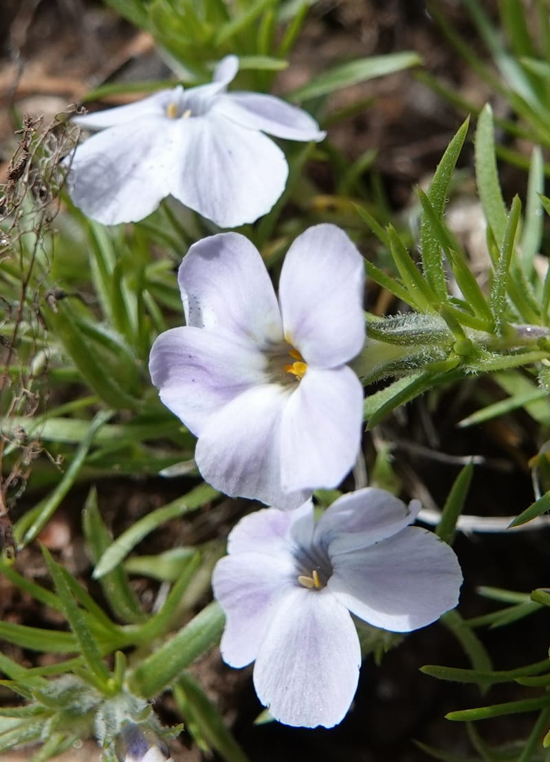 Phlox caespitosa, C. Davidson 13842--ID. Shoshone Co. Freezeout Rd. FR 301. 10 Jul 2018. DSC06582 (254).JPG
