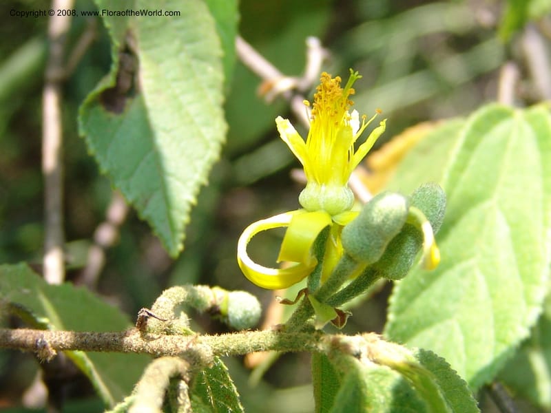 Grewia flavescens--So.Africa. Mpumal. S of Burgersfort. 16 Mch 05. 226.jpg