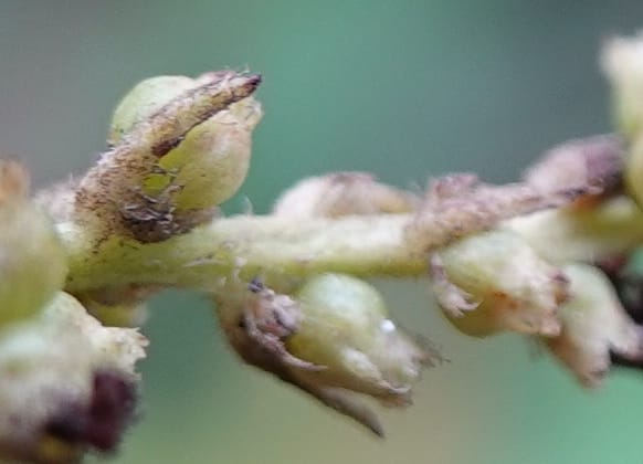 Wendlandia ligustrina, D. Boufford 44129--China. Yunnan. Meizi Lake Park. 3 May 2018. DSC01424 (241).JPG
