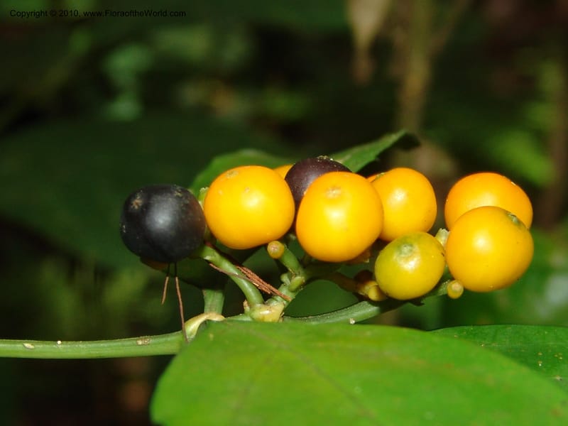 Tarenna pallidula, MLeal1161--Gabon. Prov. Ogooue-Ivindo. Res. Lope. Fougere Brulee. 19 Apr 06. 107.jpg