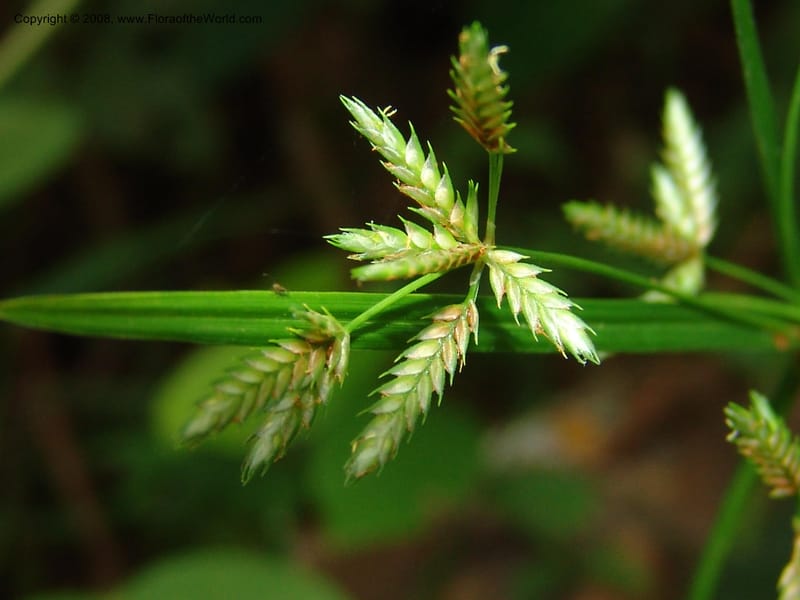 Cyperus, AAraujoM1203--Bolivia. Pq. Nac. Madidi. Rio Tuichi, San Jose de Uchup. 29 Nov 04. 259.jpg