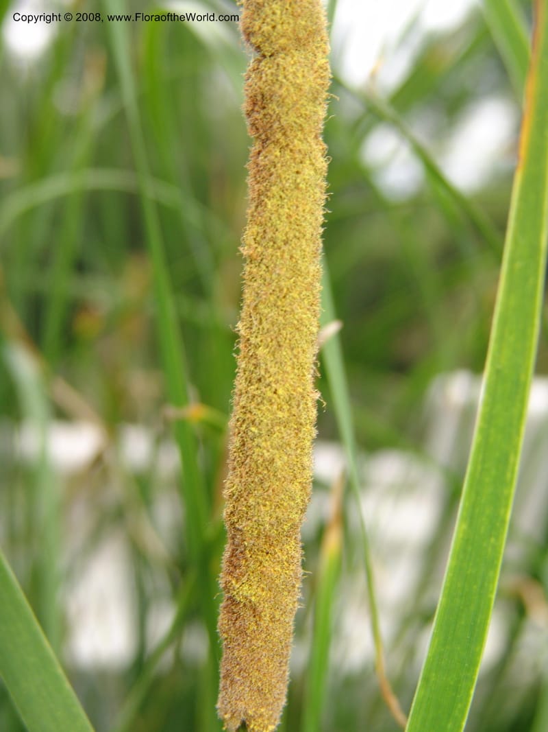 Typha minima--CA. McConnell Arboretum, Redding. 4 Jun 07. 117.jpg