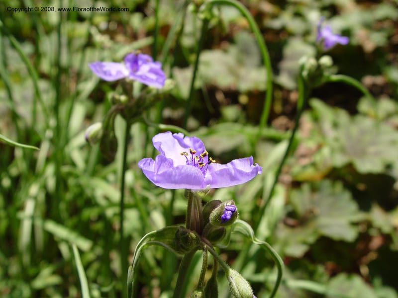 Tradescantia chinensis--DE. Mt. Cuba Center. 24 Jun 03. 024.jpg