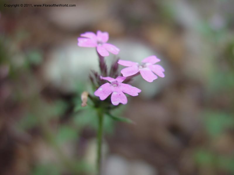 Verbena gooddingii--AZ. Hwy 89A, Oak Cr Canyon, s of Flagstaff. 5 Jun 03. 078 (1).jpg