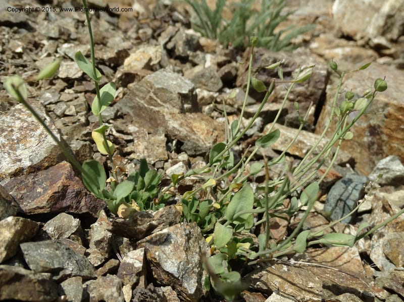Noccaea fendleri, Davidson, C 12589--ID. Idaho Co. Seven Devils Camp Ground. 15 Jul 2014. DSC00113 (53).JPG