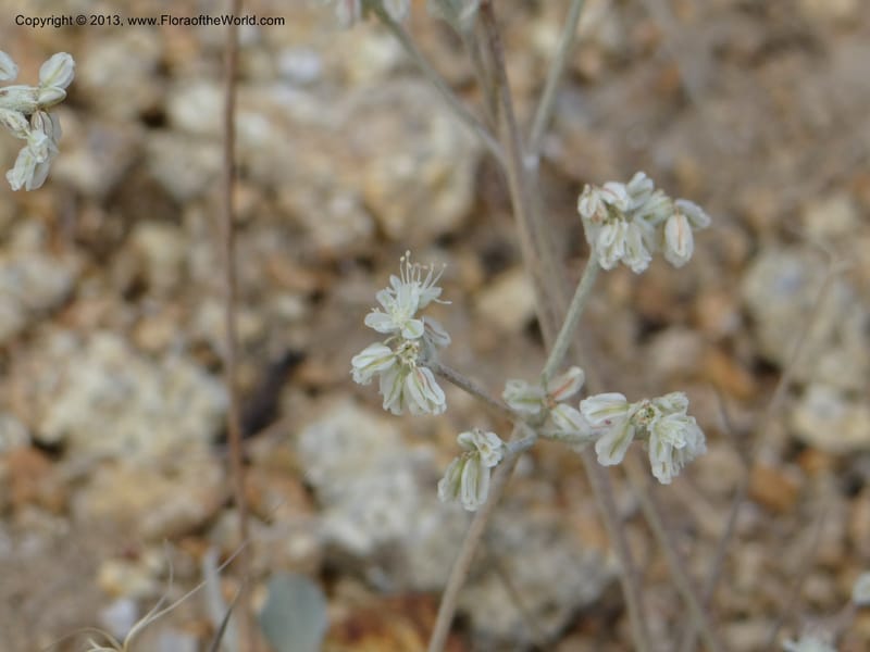 Eriogonum strictum var. proliferum, Davidson, C 12096--USA, Owyhee County, Idaho, 20 Aug 2012  3018 (5).JPG