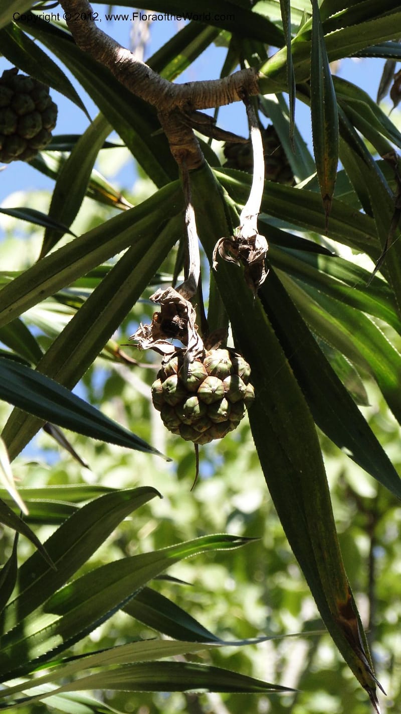 Pandanus vandamii--Madagascar. Tsimbazaza. 30 April 2010 002 (6).jpg