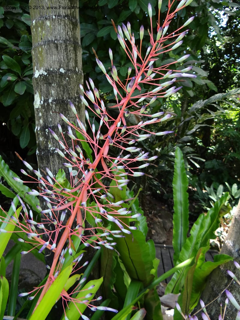 Portea leptantha--Australia. Queensland. Cairns B. G. DSC09035 (54).JPG