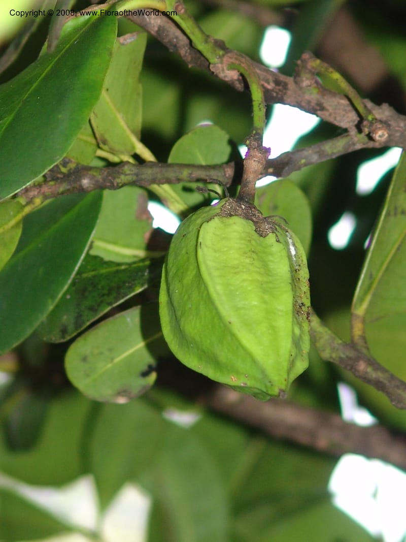 Brexia magagascariensis, not coll.--Madagascar. Prov. Toliar. Mandena Centr. Res Ecol. 19 Jan 06. 193.jpg