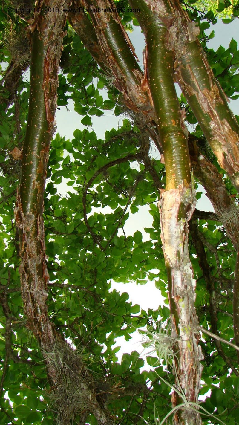 Bursera simaruba,WDS#27302,Nicaragua,Matagalpa,Curva la Kukamonga,17June2008 273.jpg