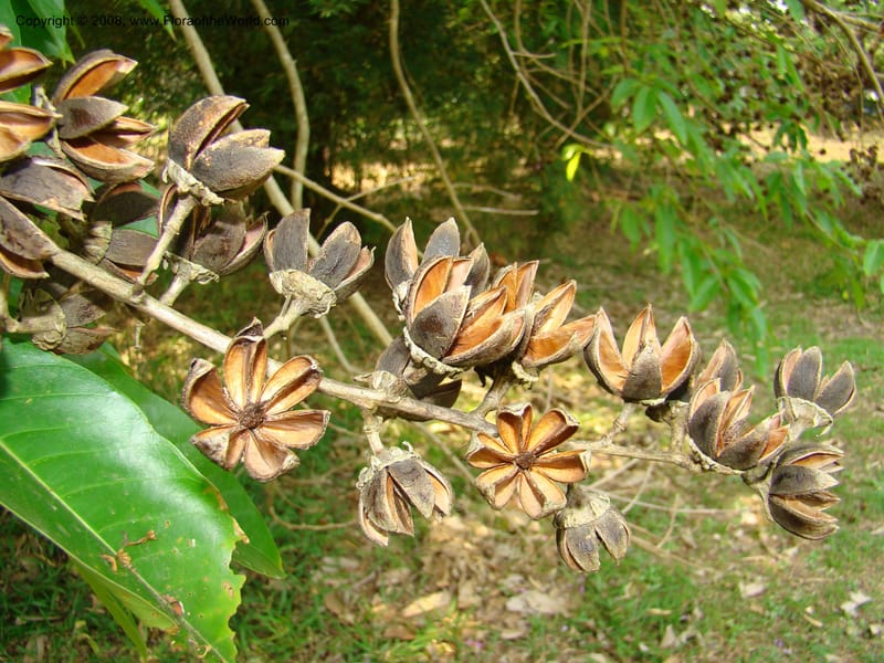 Lagerstroemia--Thailand. Queen Sirikit Arboretum, ca Khon Kaen. 11 Mch 08. 139.jpg