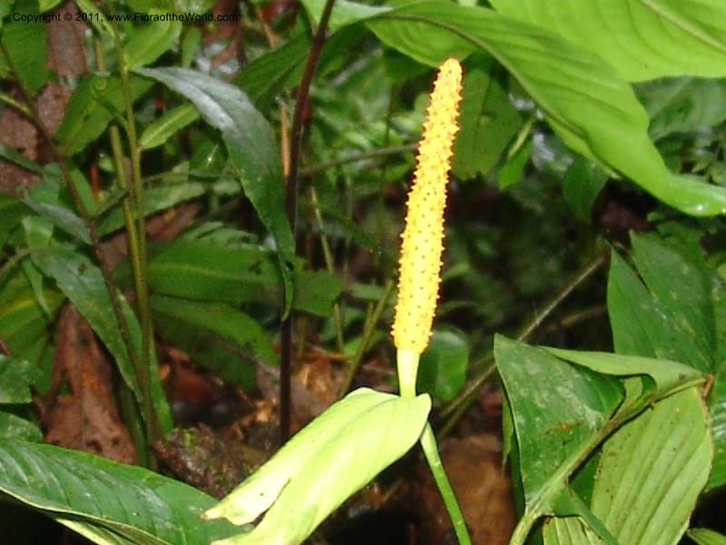 Spathiphyllum, RVasquez31588--Peru. Prov.  Oxa. Estac. Paujil. Camino  Pozo Tigre. 17 Oct 06. 366.jpg