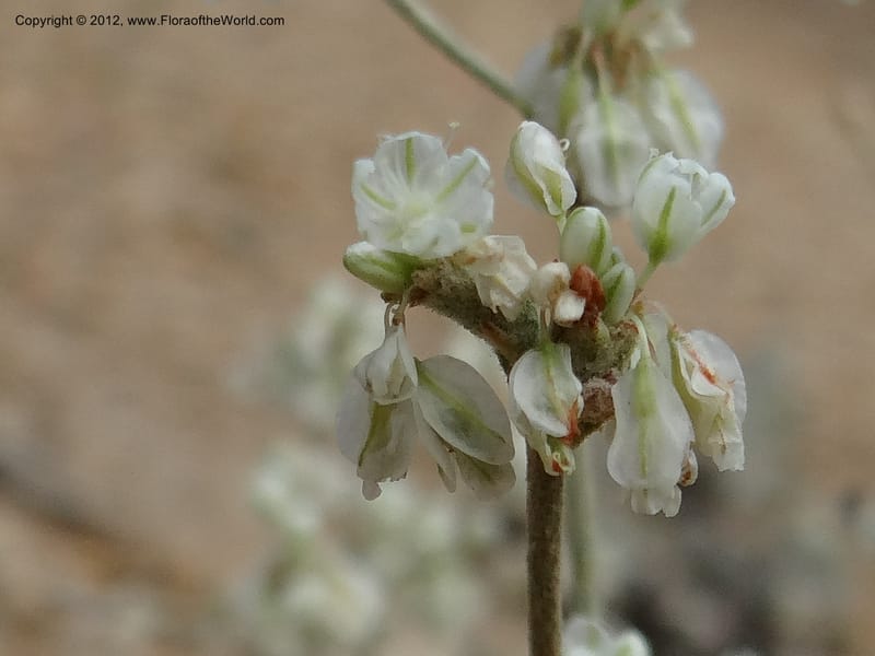 Eriogonum strictum var. proliferum, Davidson, C 12096--ID. Owyhee Co. Silver City. 20 Aug 2012. DSC04305 (63).JPG