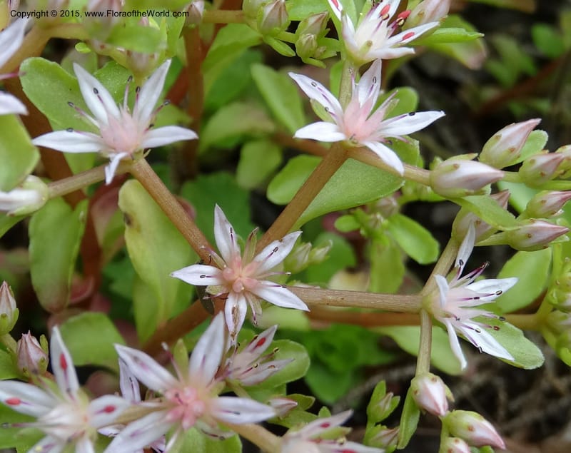 Sedum stoloniferum, Davidson, C 12504--Georgia (Caucasus). Koslitavi, branch of Merisi Gorge. 11 Jun 2014. DSC08456 (426).JPG