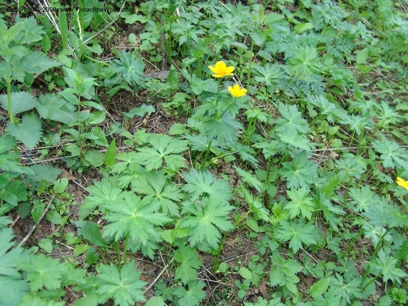 Trollius ranunculinus--Georgia. Kazbeki . Trail-road to Sameba Church. 2 Jun 05. 074.jpg