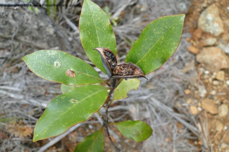 Pittosporum veillonii, J. Munzinger 6583--New Caledonia. Mine St. Louis Boulinda. 18 Feb 2011. 142 (5).jpg