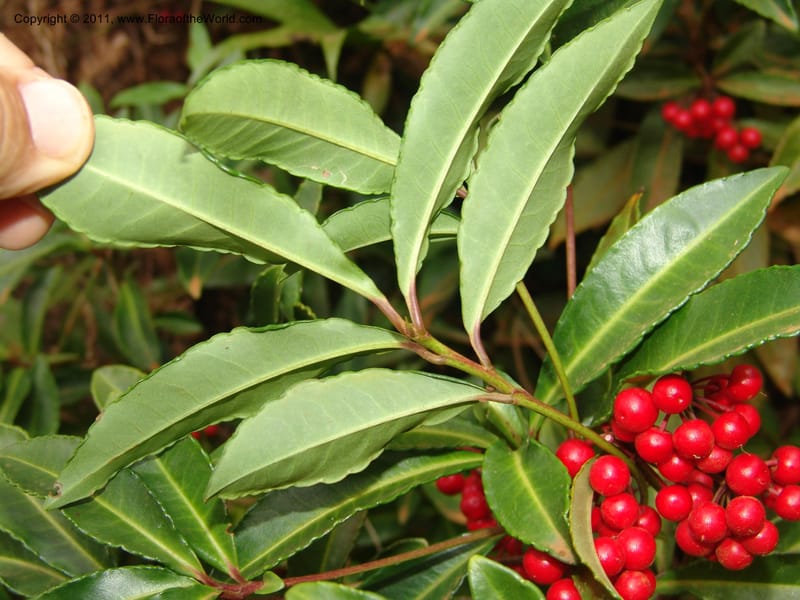 Ardisia, ROR1572--Madag.  Parc Nat. Montagne d'Ambre. 10 Nov 06. 014.jpg