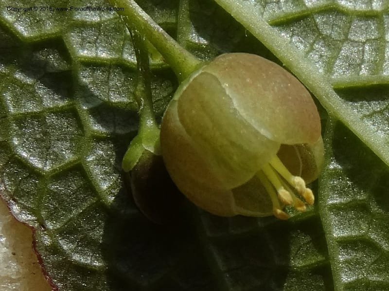 Sabia, Boufford, D 43677--China. Sichuan. GuoBaYan, HanBaiYu Shan. 12 May 2014. DSC05373 (23).JPG