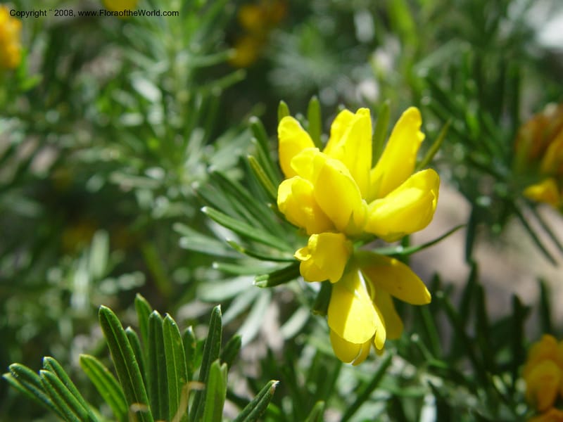 Genista linifolia, 2000.00026--Spain. Barcelona Botanic Garden. 19 Apr 04. 025.jpg