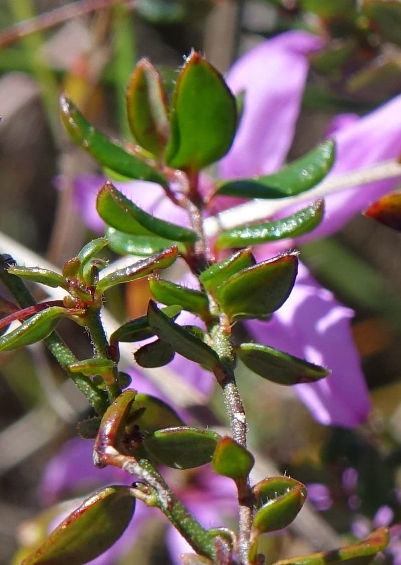 Tetratheca hirsuta subsp. viminea, Davidson, C 13375--Australia. W.A. Koondoola Bushland. 22 Oct 2016. DSC03457 (145).JPG