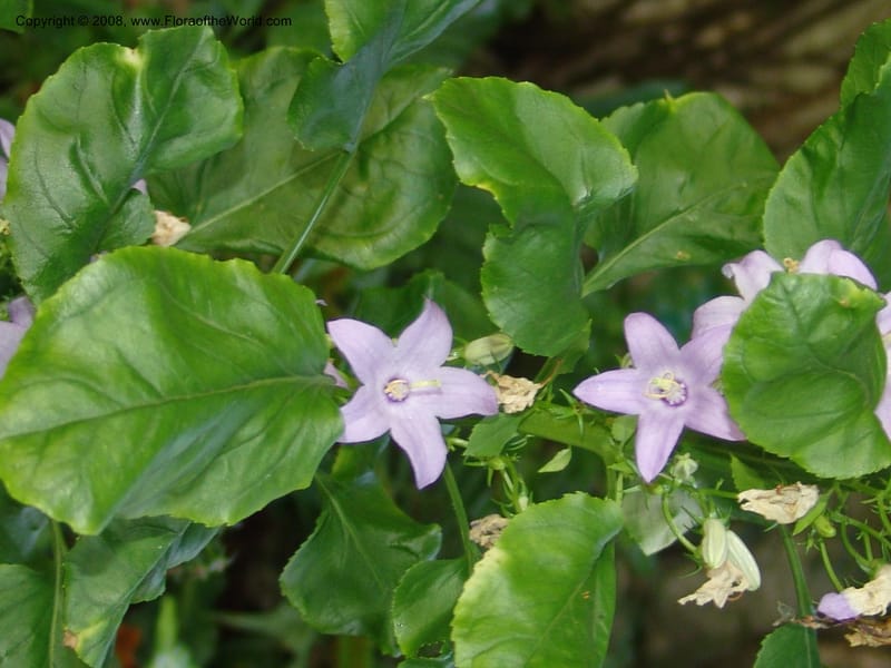 Campanula pyramidalis--France. Paris. Jardin des Plantes. 4 Sep 07. 157.jpg